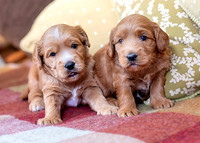 pup1PUp1 copy-topaz-sharpen-face-denoise-focus-lighting-denoise