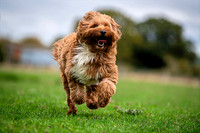 Run2run2 copy-topaz-sharpen-focus-denoise-lighting