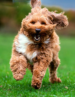 cooper2Cooper3 copy-topaz-sharpen-face-focus-denoise-color-upscale-2x-lighting