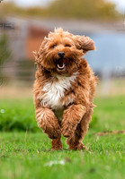 Dogs today-photos