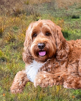Dog in grass jpg-1