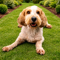 gardentoprintfrankgarden copy-gigapixel-standard v2-4x