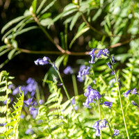 Bluebell detail copy