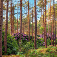 Woods4 copy