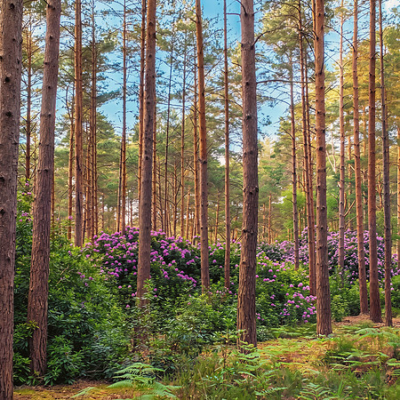 Woods4 copy