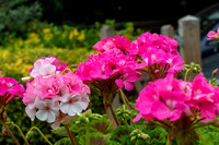 flower2FL2 copy-topaz-denoise-sharpen-lighting-color
