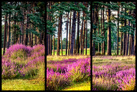 Heathertri1 copy