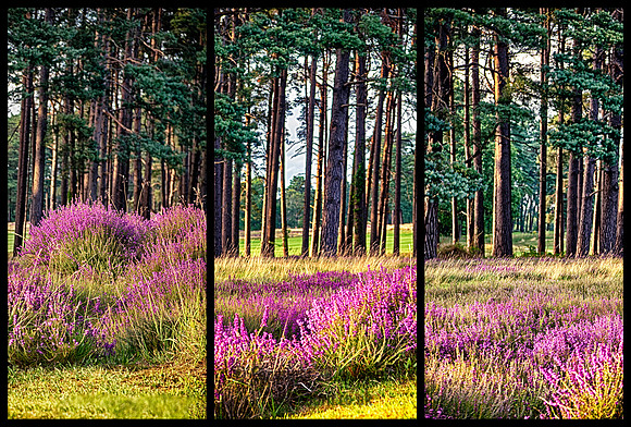 Heathertri1 copy