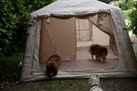 Puppies
