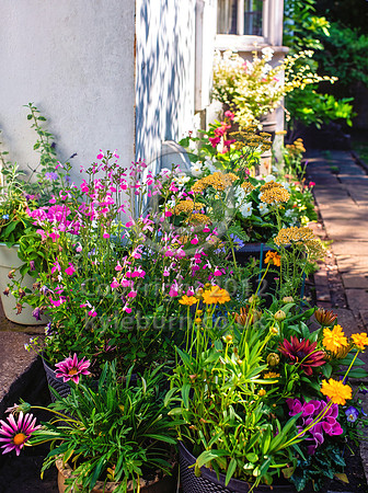 Flowers1 copy