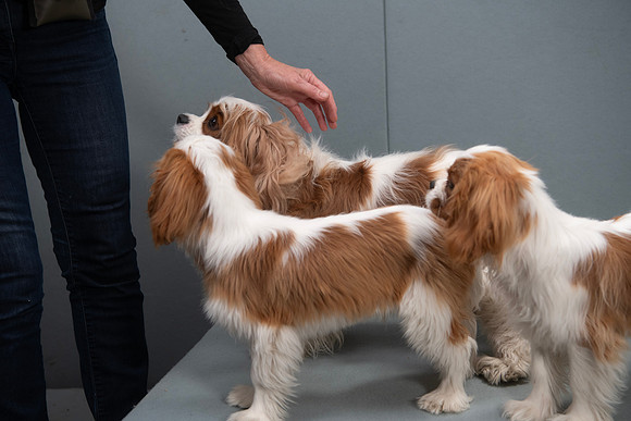 Cav-0667