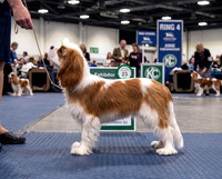 Cav1ringFirefly_Gemini Flash_Reove grey background and place in dog show ring 104288-gigapixel-high fidelity v3-2x