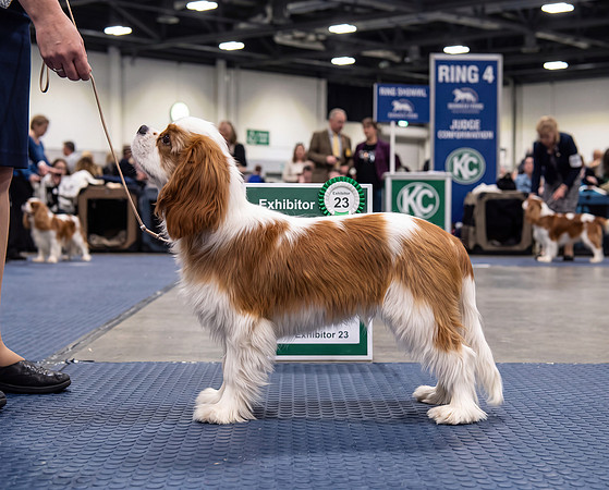 Cav1ringFirefly_Gemini Flash_Reove grey background and place in dog show ring 104288-gigapixel-high fidelity v3-2x