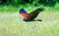 fly1 copy