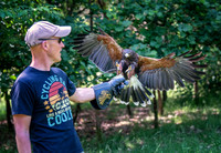 Hawk1 copy