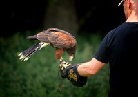 hawk2 copy