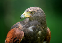 Hawk3 copy