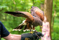 hawk4 copy