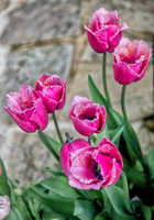 Pink2 copy