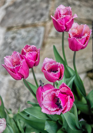 Pink2 copy