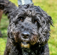 blackdog copy