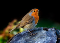 robin1