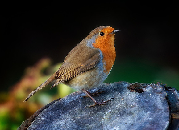 robin1