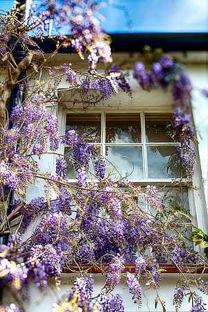 Window