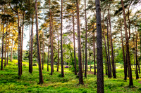 Golftrees