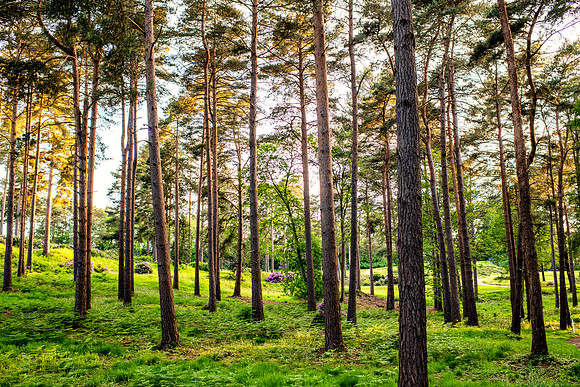Golftrees