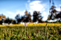 Orchid1