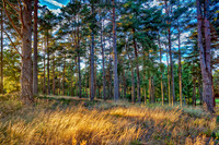 Sunningdale4