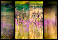 Blur1 copy
