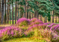 Handandtrees copy 2