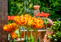 TulipHDR copy