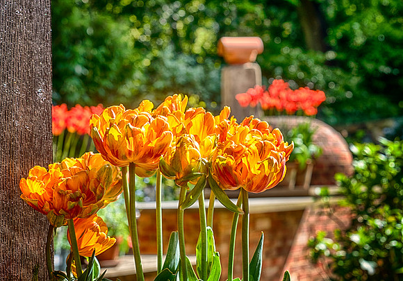 TulipHDR copy
